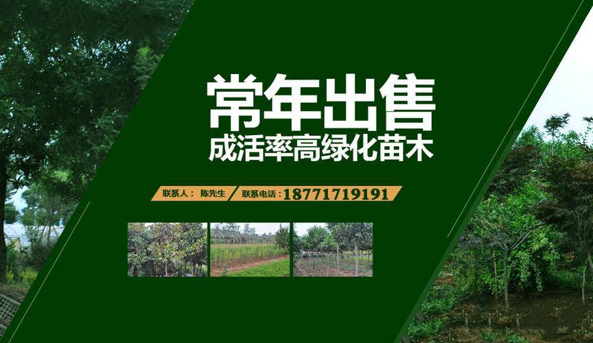 武汉seo公司优选火星