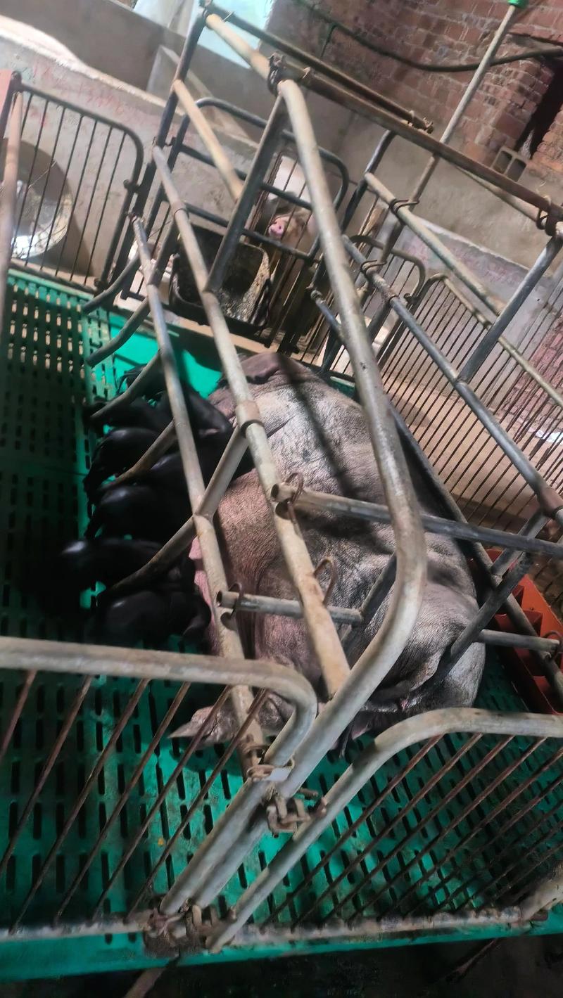 小猪视频seo